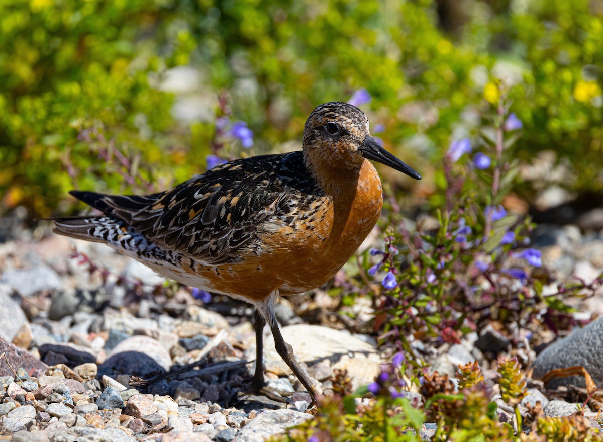 חופית להקנית - ML645937448
