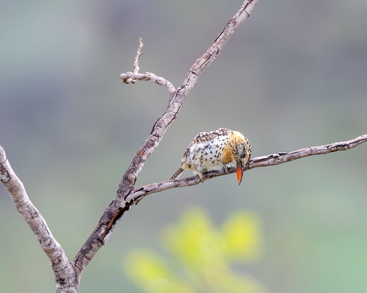 lenivka tečkovaná (ssp. maculatus) - ML645937454