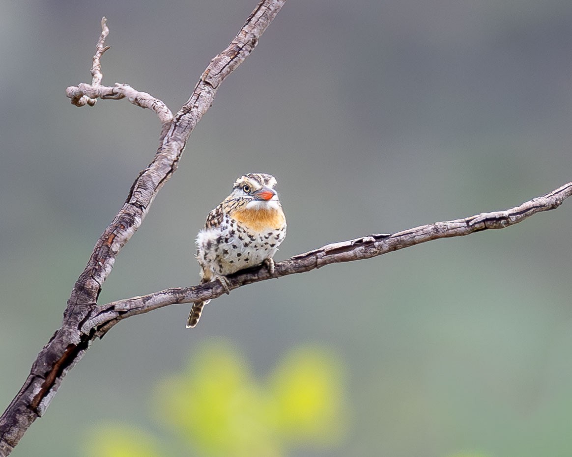 lenivka tečkovaná (ssp. maculatus) - ML645937455