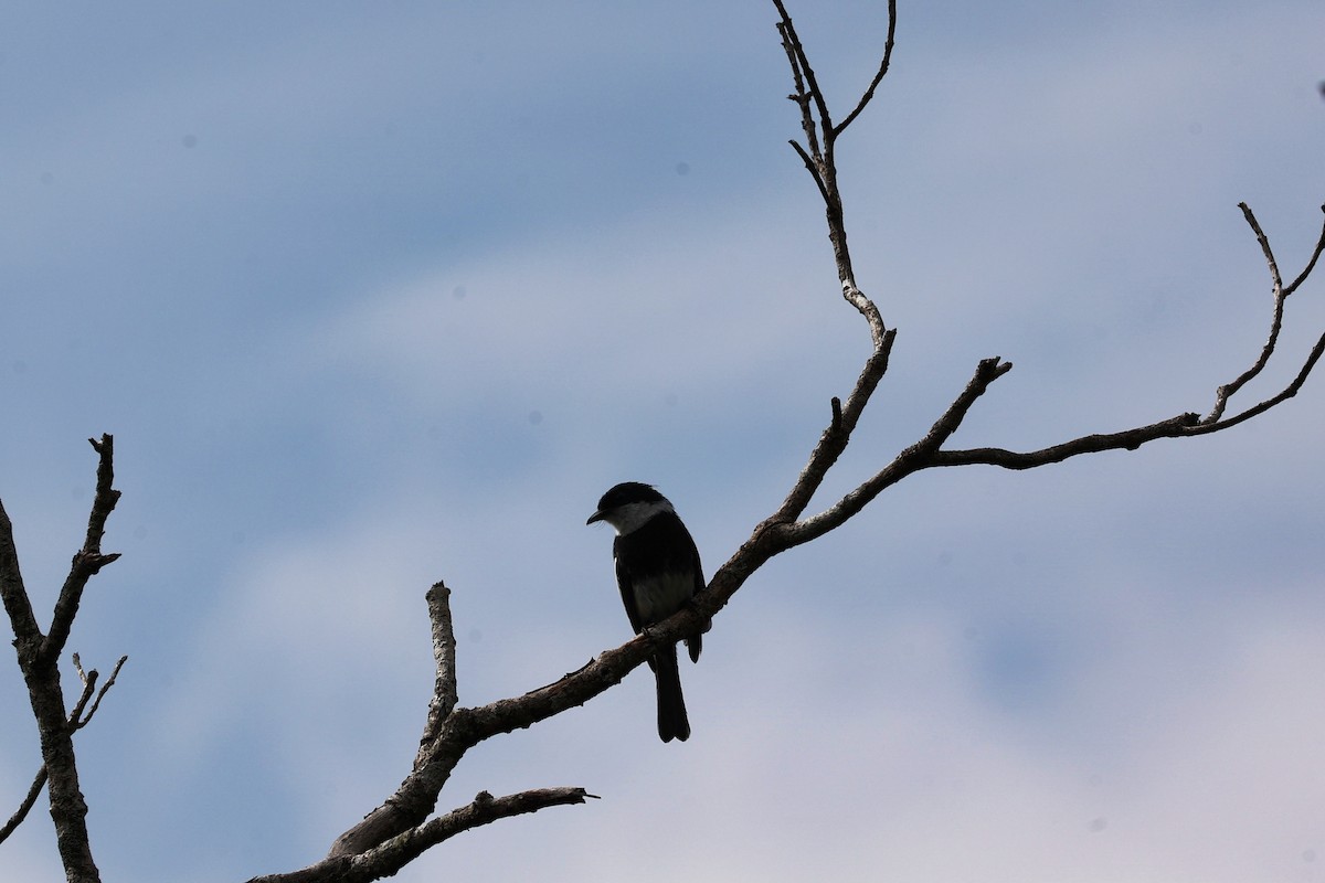 Ward's Vanga - ML645937456