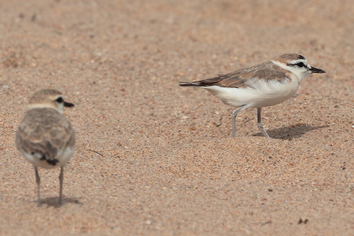 White-fronted Plover - ML645937464