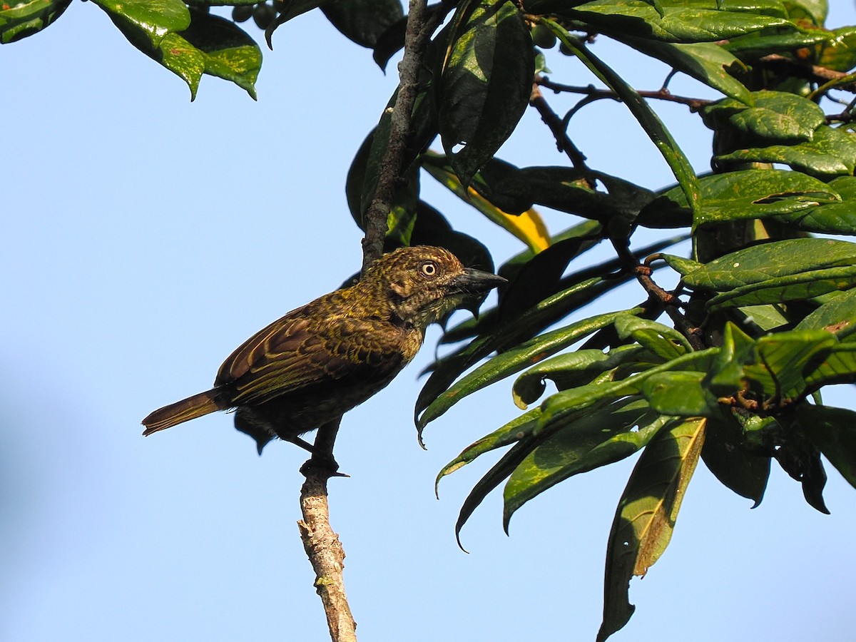 vousáček šupinkový - ML645937482