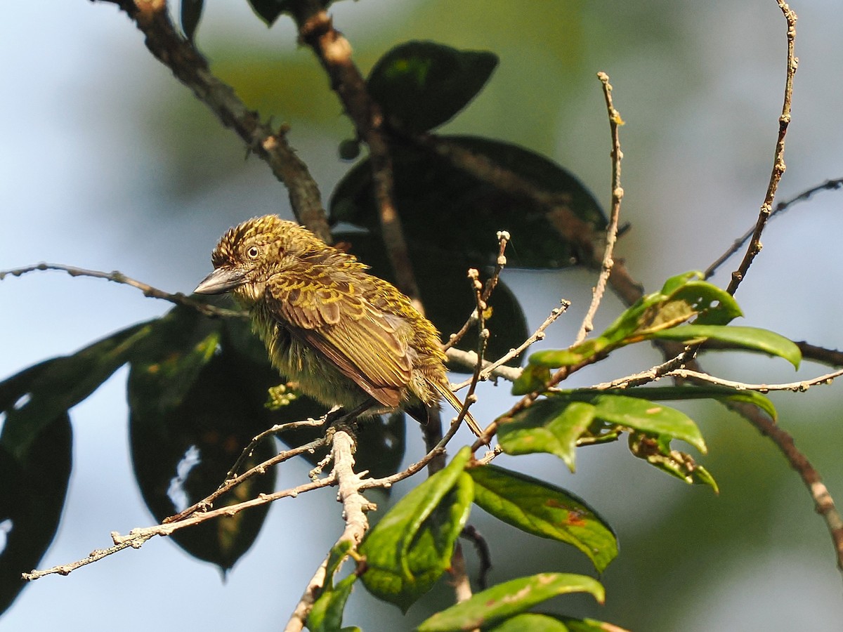 vousáček šupinkový - ML645937483