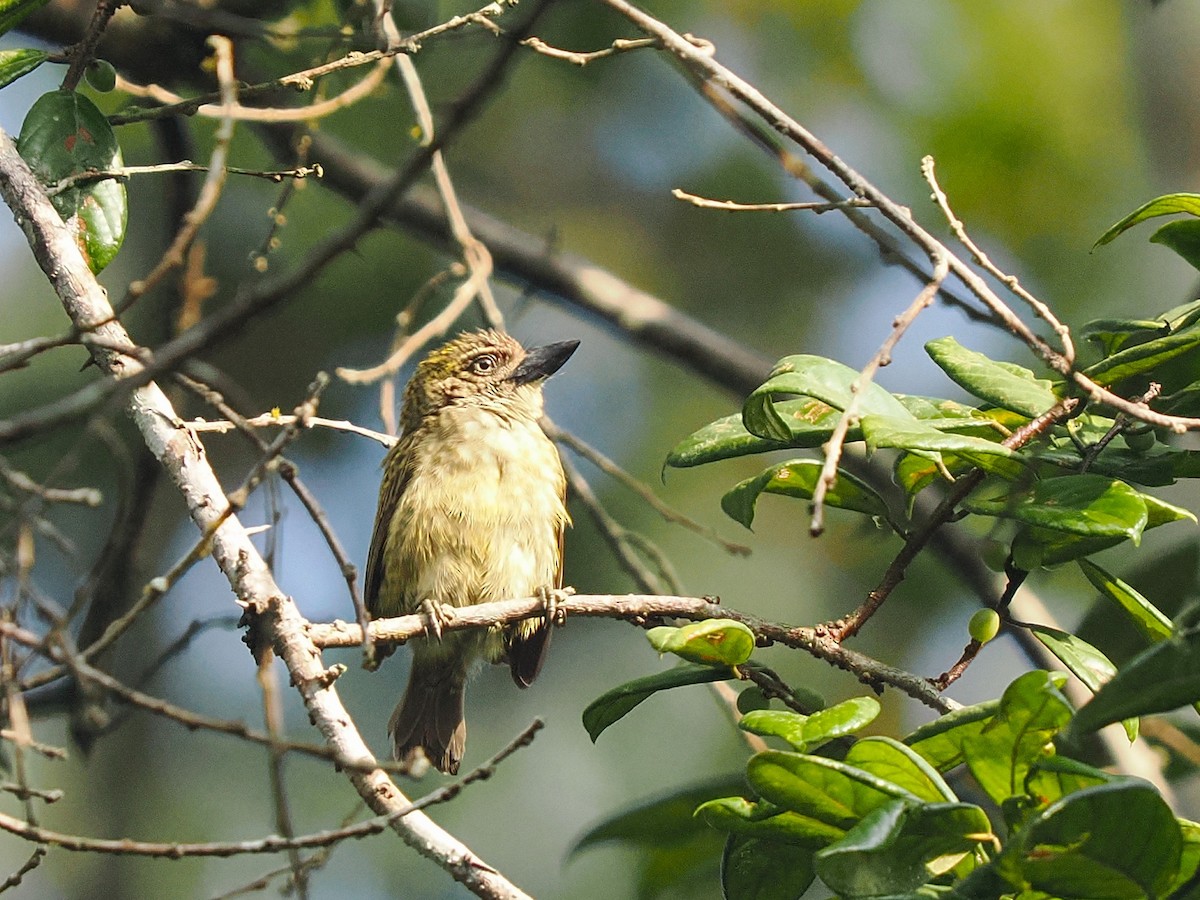 vousáček šupinkový - ML645937484