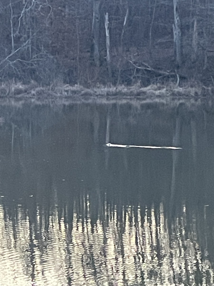 Beavers - ML645937499