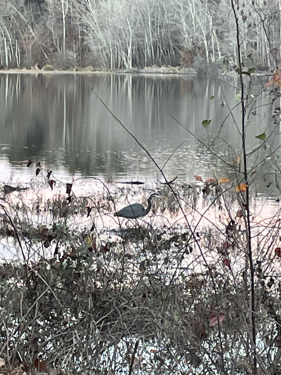 Great Blue Heron - ML645937501