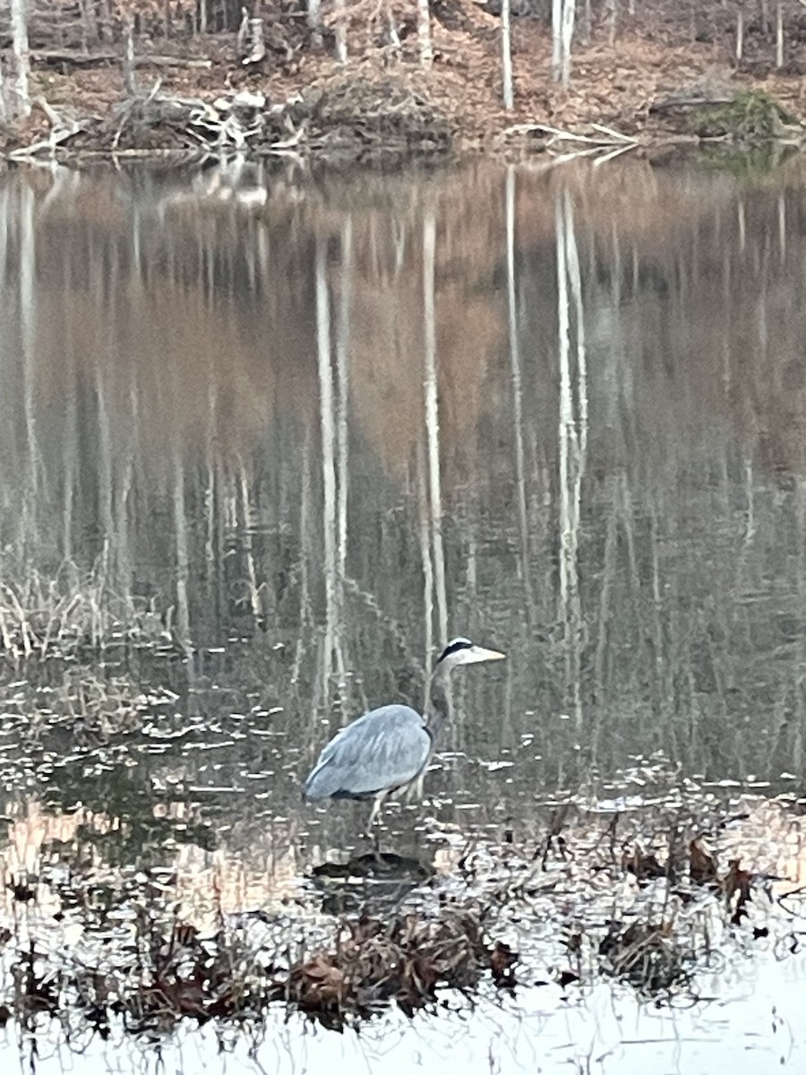 Great Blue Heron - ML645937502
