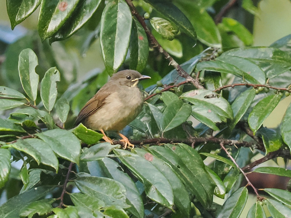 Yellow-whiskered Greenbul - ML645937509