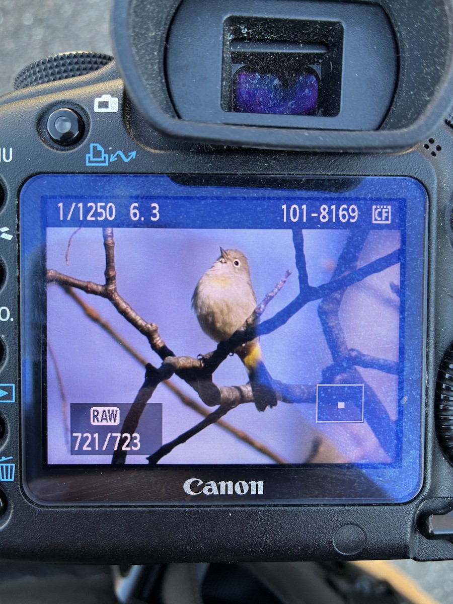 Virginia's Warbler - ML645937517