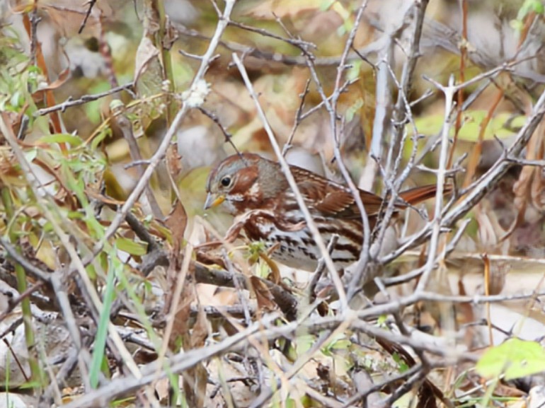 strnadec kaštanový - ML645937518