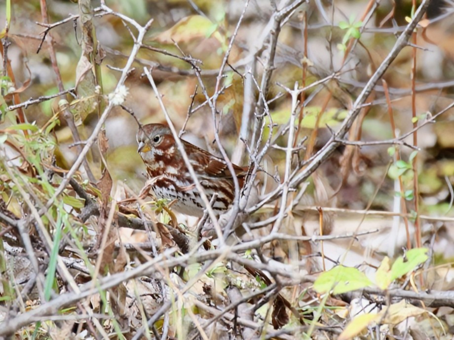 strnadec kaštanový - ML645937519