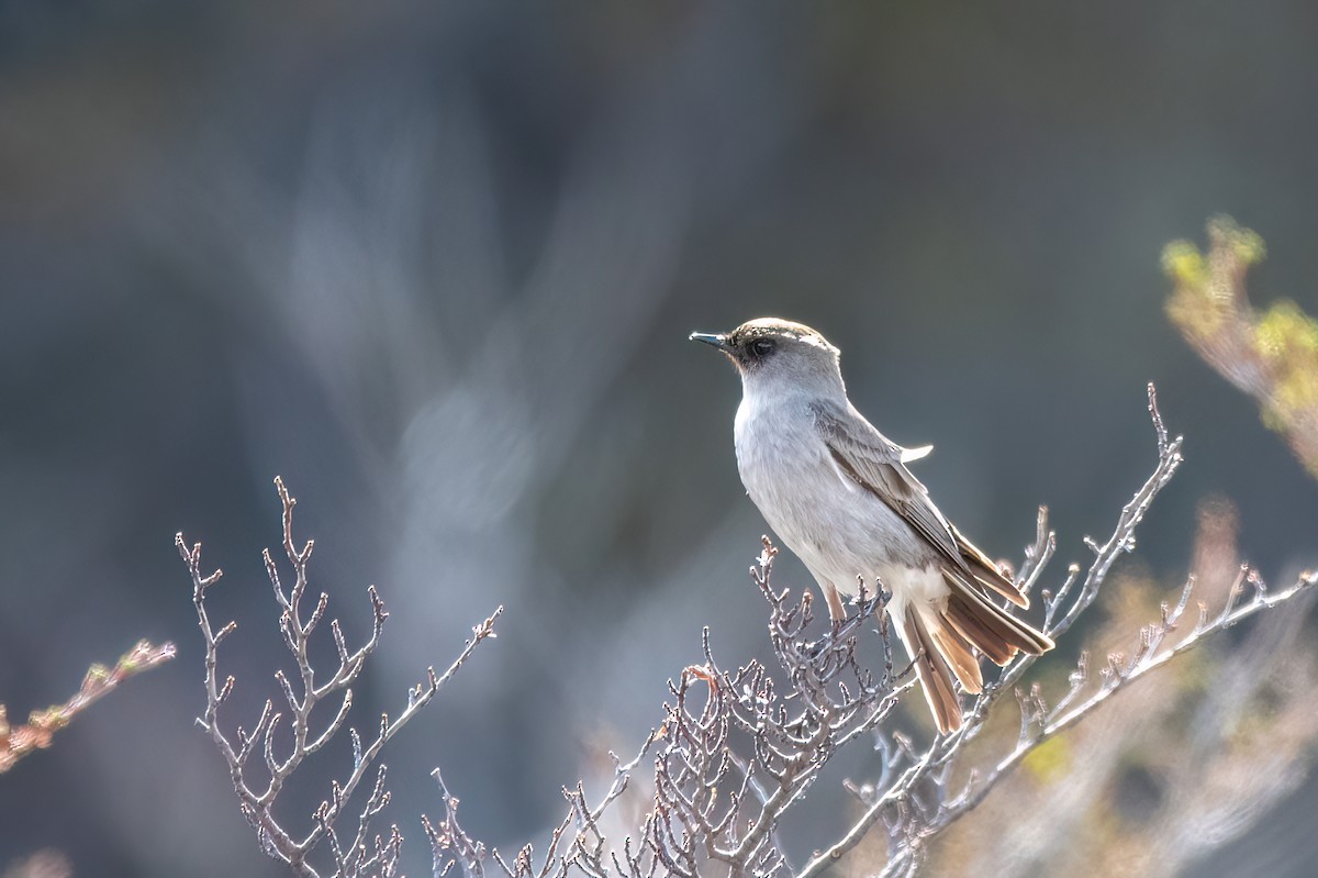 Maskengrundtyrann - ML645937541