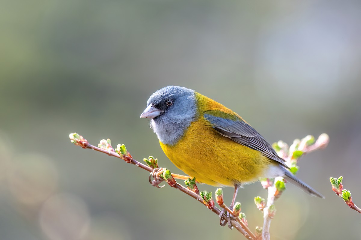 Patagonian Sierra Finch - ML645937542