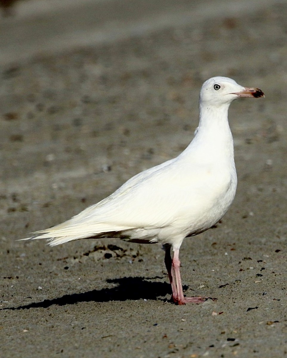 Gavión Hiperbóreo - ML645937543