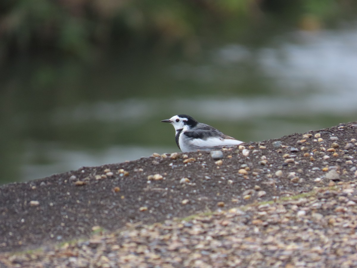 White Wagtail (Chinese) - ML645937546
