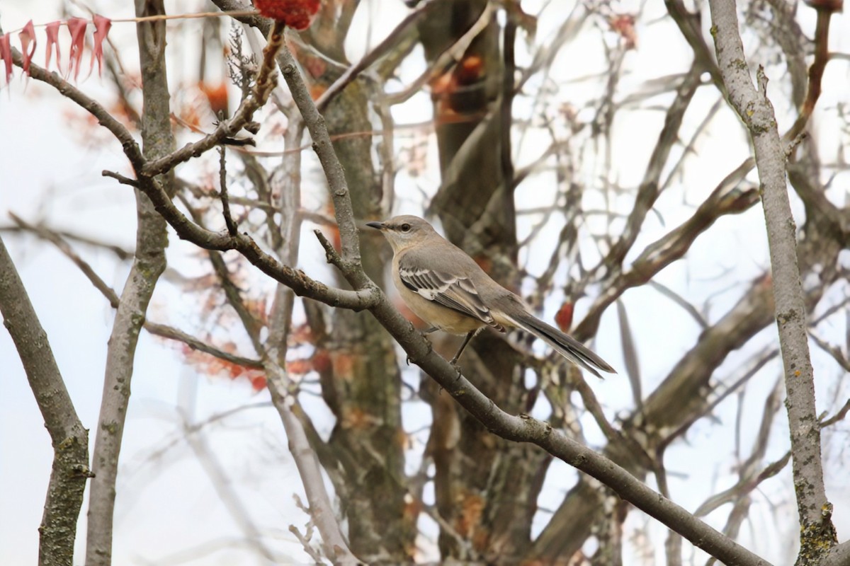 Northern Mockingbird - ML645937547