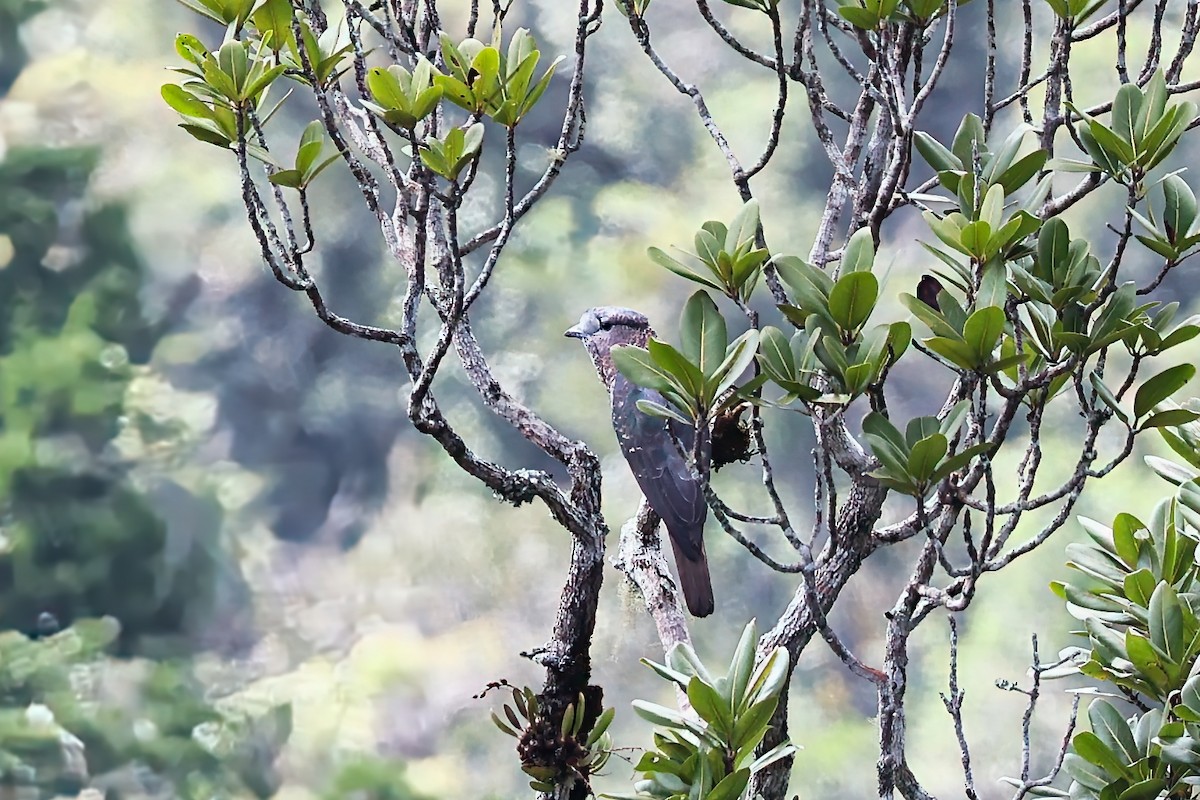 Carraca Curol - ML645937552