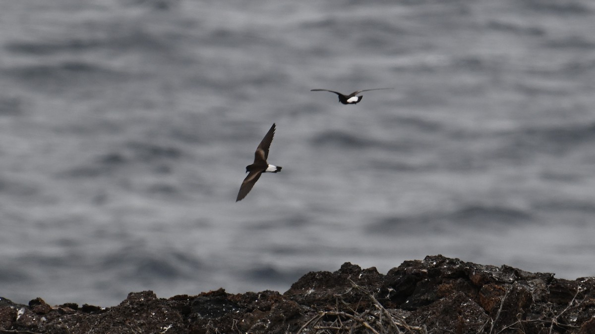 Wedge-rumped Storm-Petrel - ML645937558