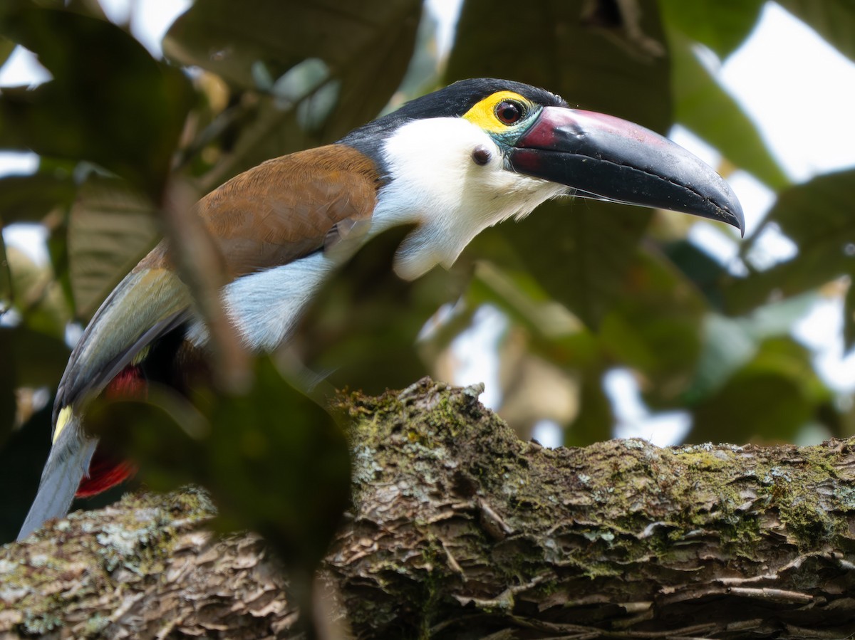 Андигена білощока - ML645937559