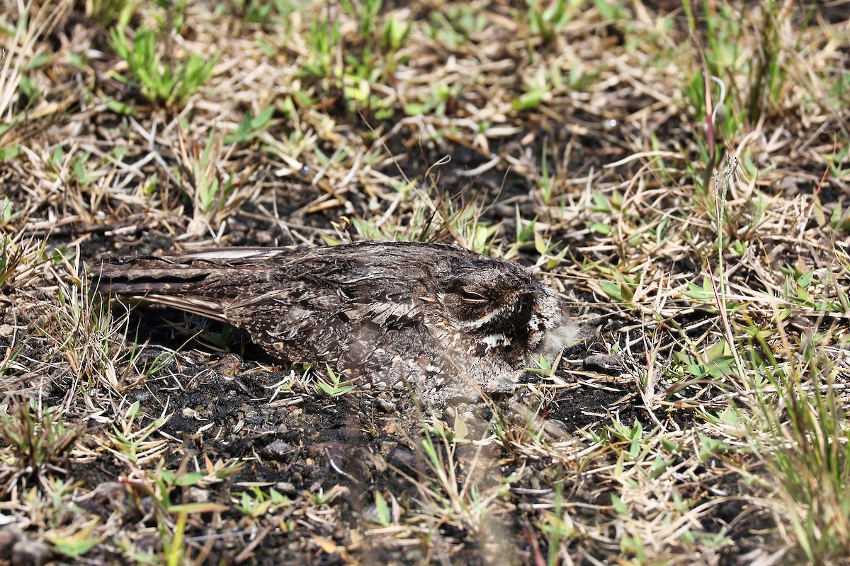 Madagascar Nightjar - ML645937567