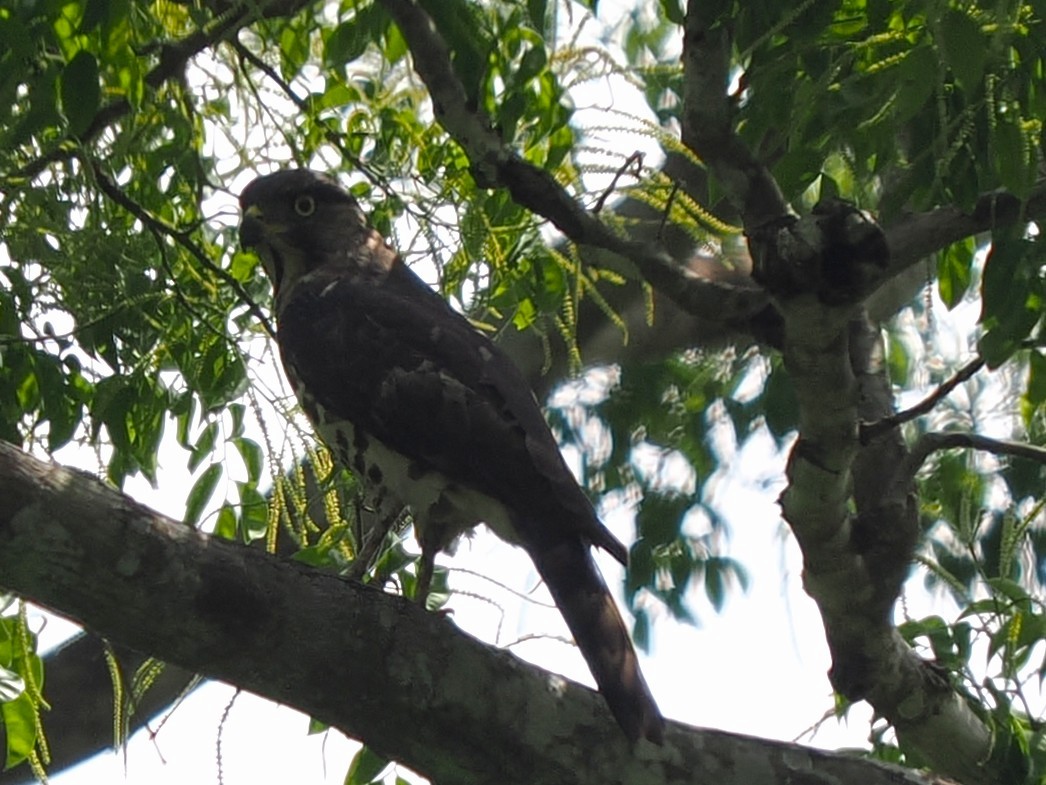 Конголезский змееяд - ML645937572