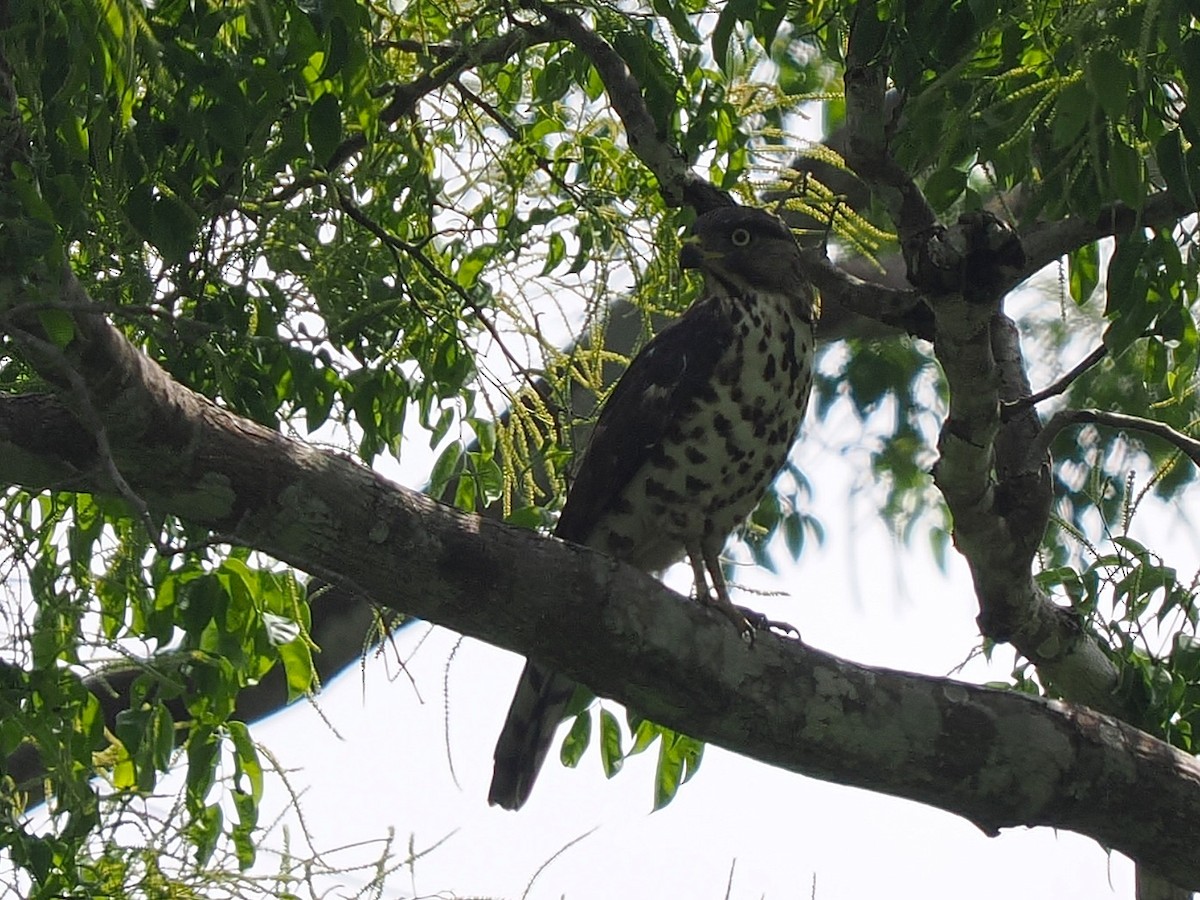 Конголезский змееяд - ML645937574