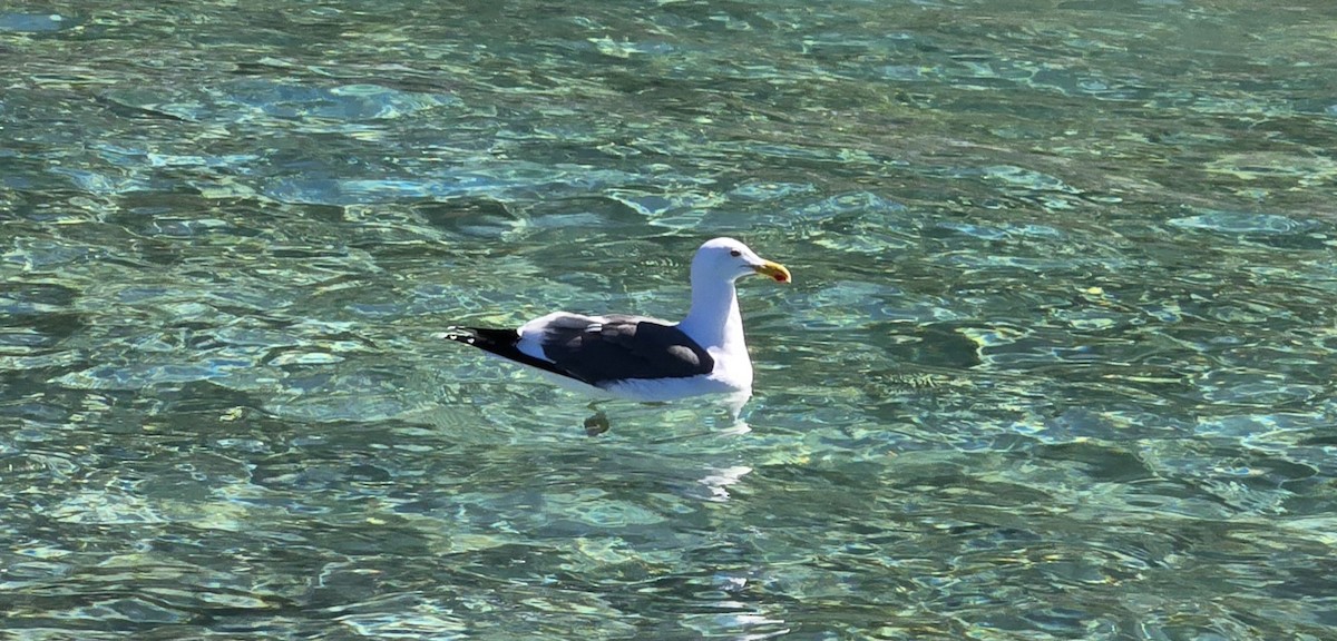 Желтоногая чайка - ML645937577