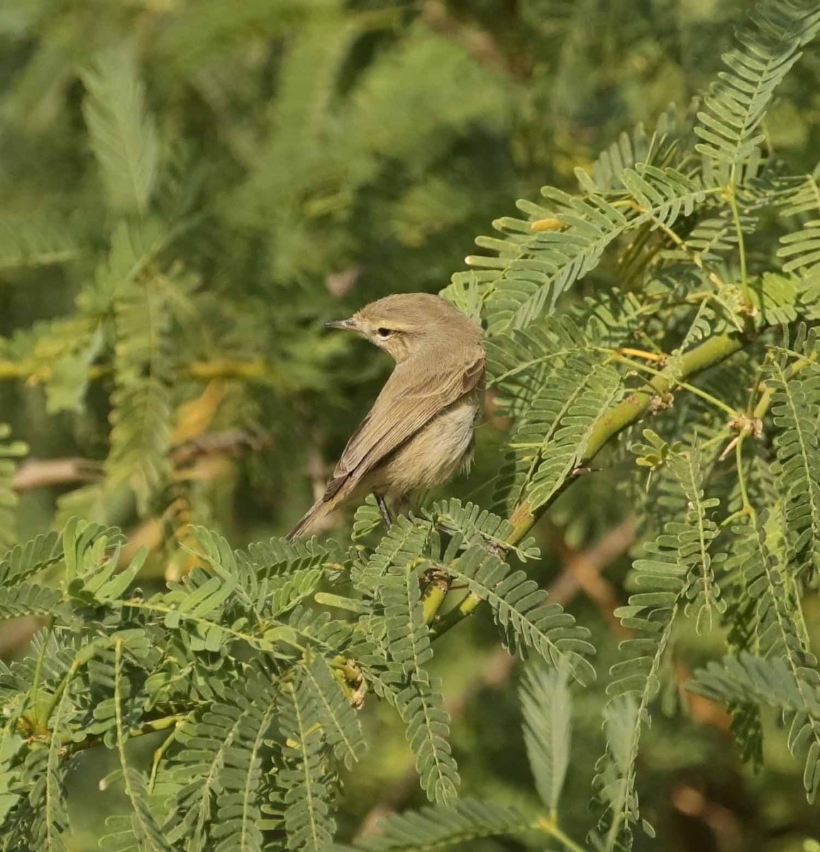 Иранская пеночка - ML645937583