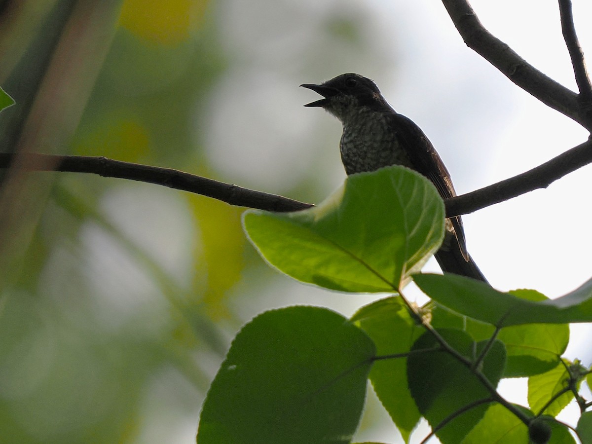 Лесная мухоловка - ML645937584