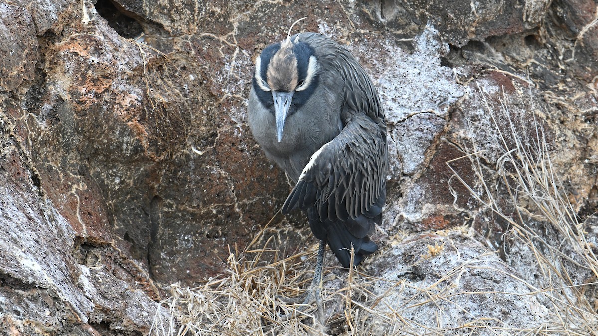 Крабовая кваква (pauper) - ML645937585