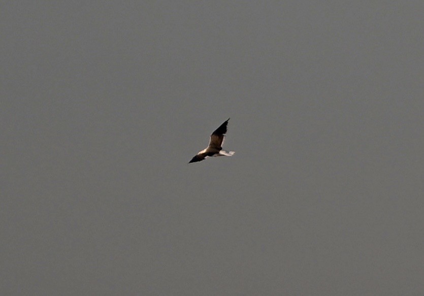 Клуша - ML645937586