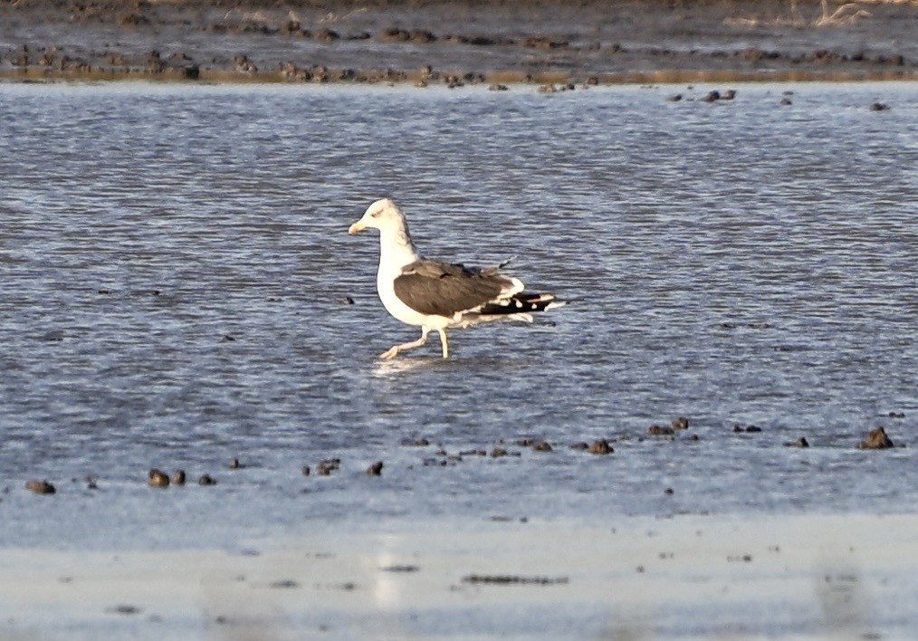 Клуша - ML645937587