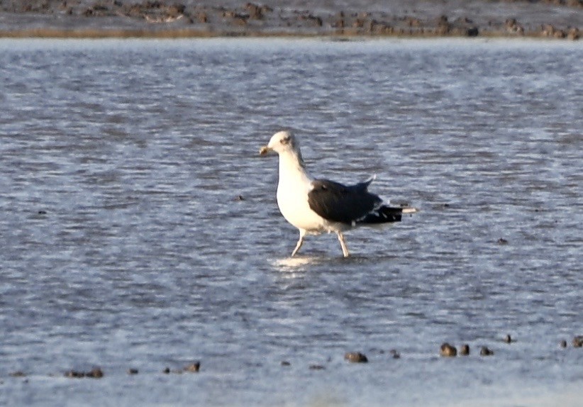 Клуша - ML645937588