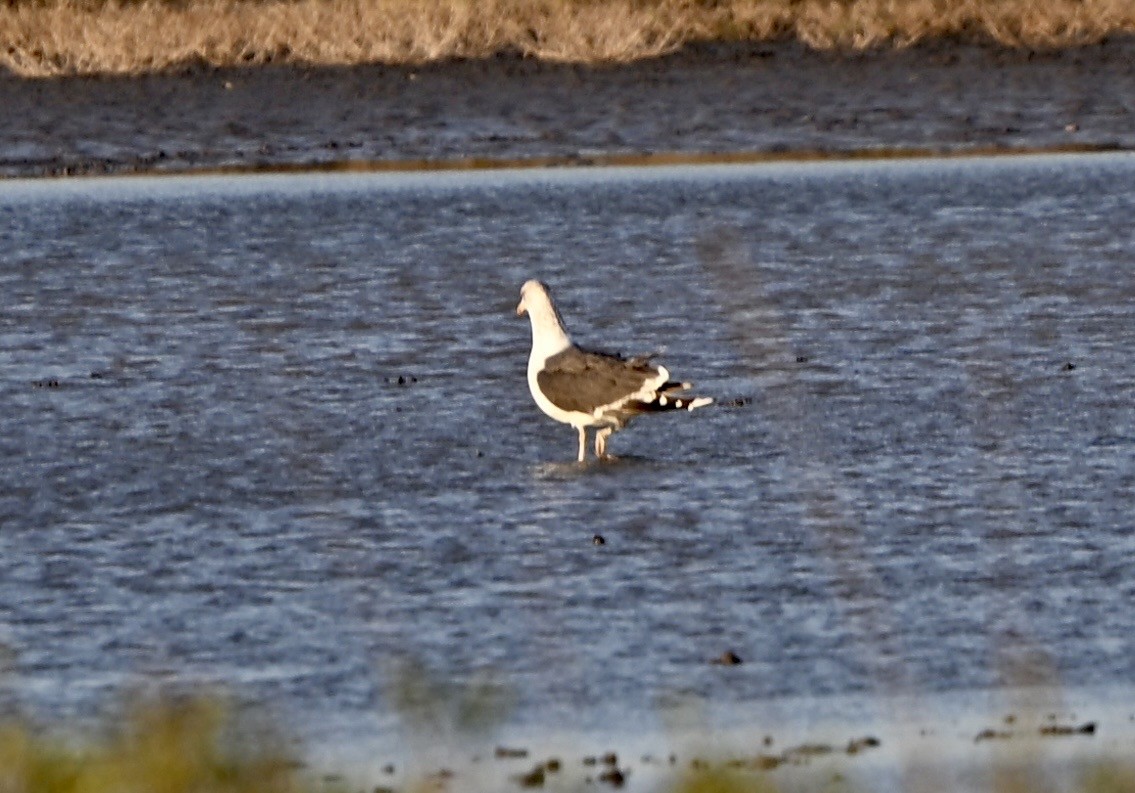 Клуша - ML645937589