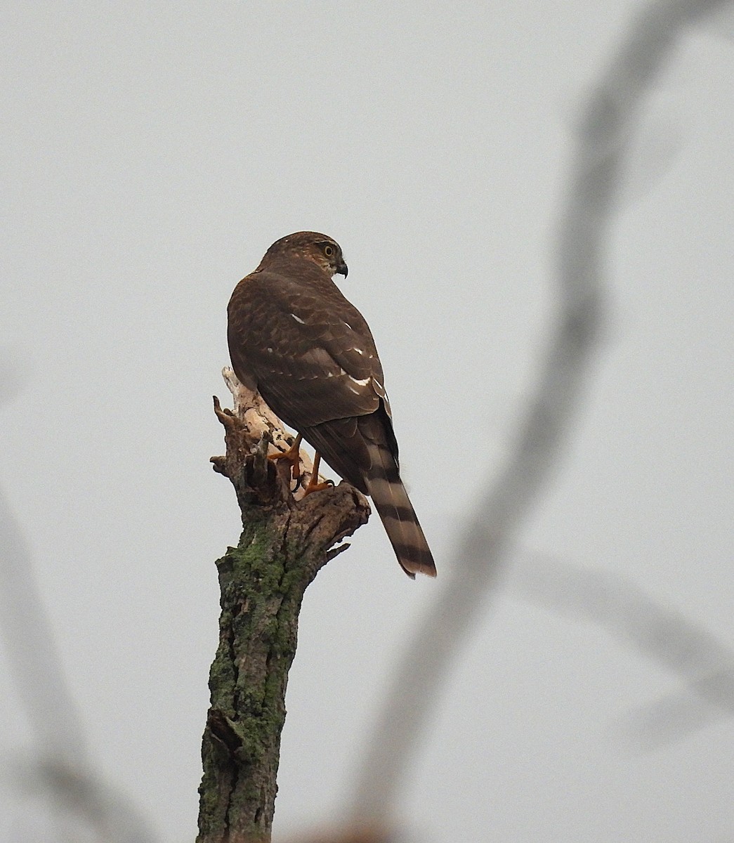 Американский перепелятник - ML645937591