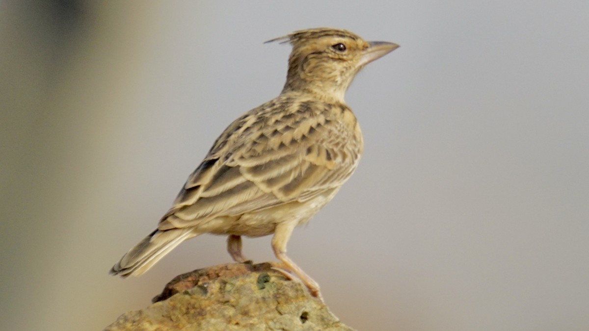 Охристый жаворонок - ML645937592