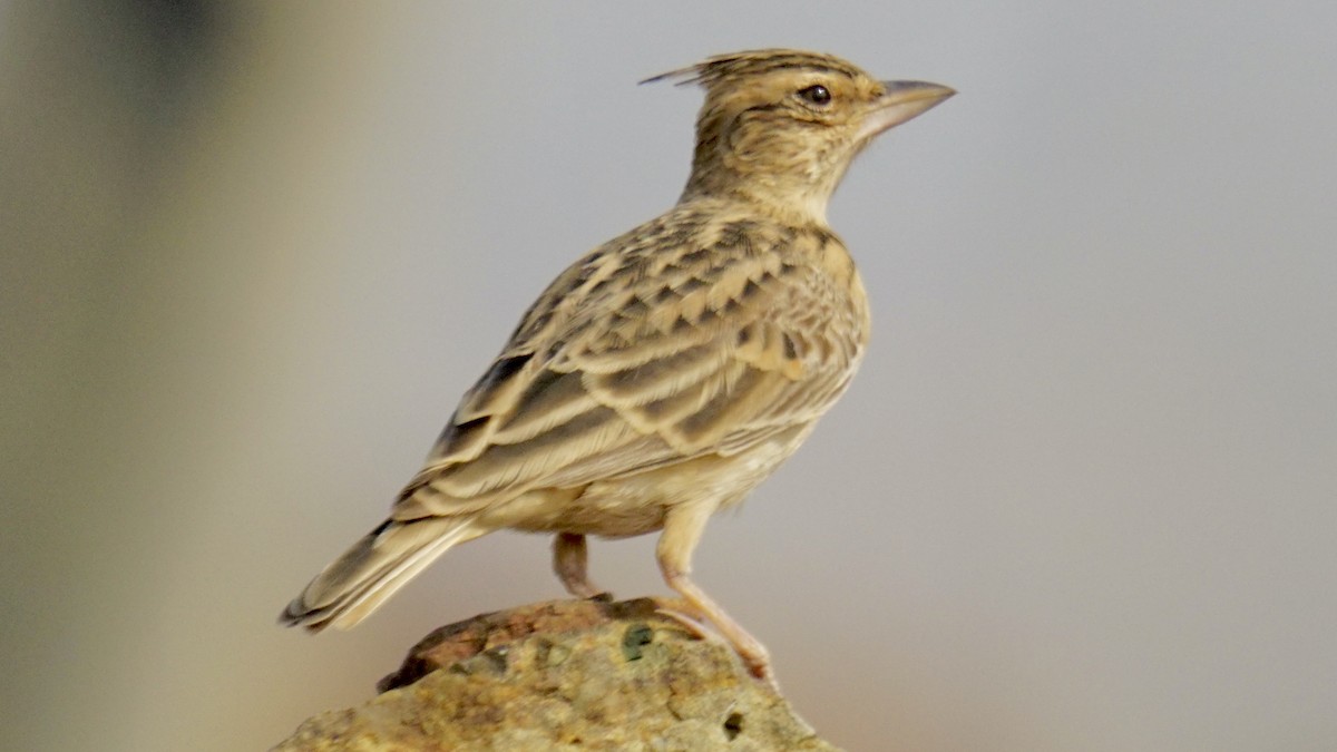 Охристый жаворонок - ML645937593