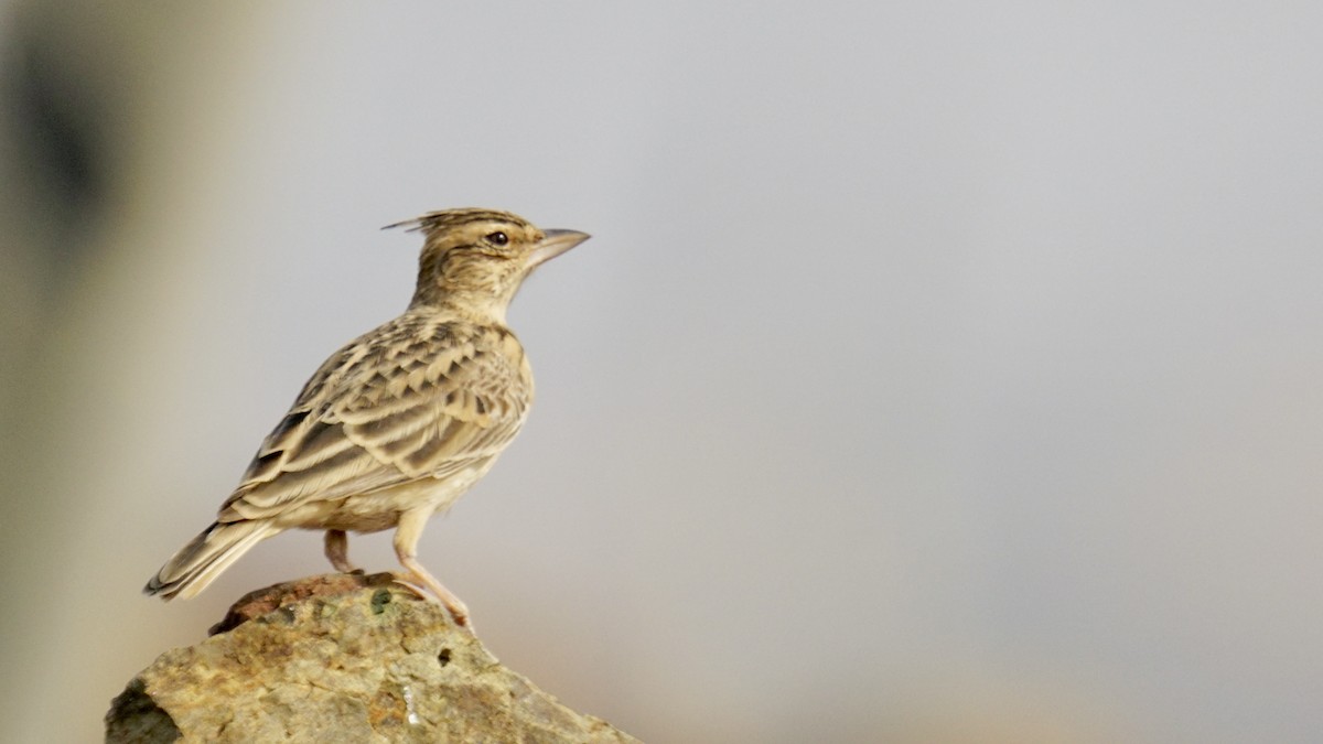 Охристый жаворонок - ML645937594