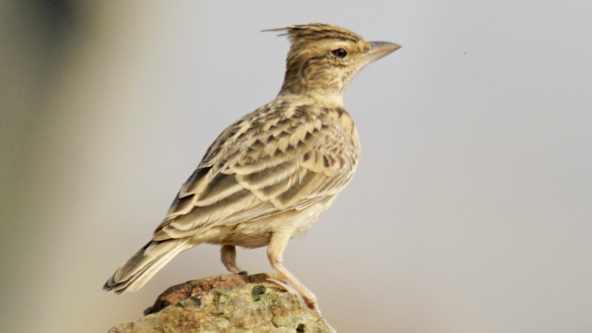 Охристый жаворонок - ML645937595