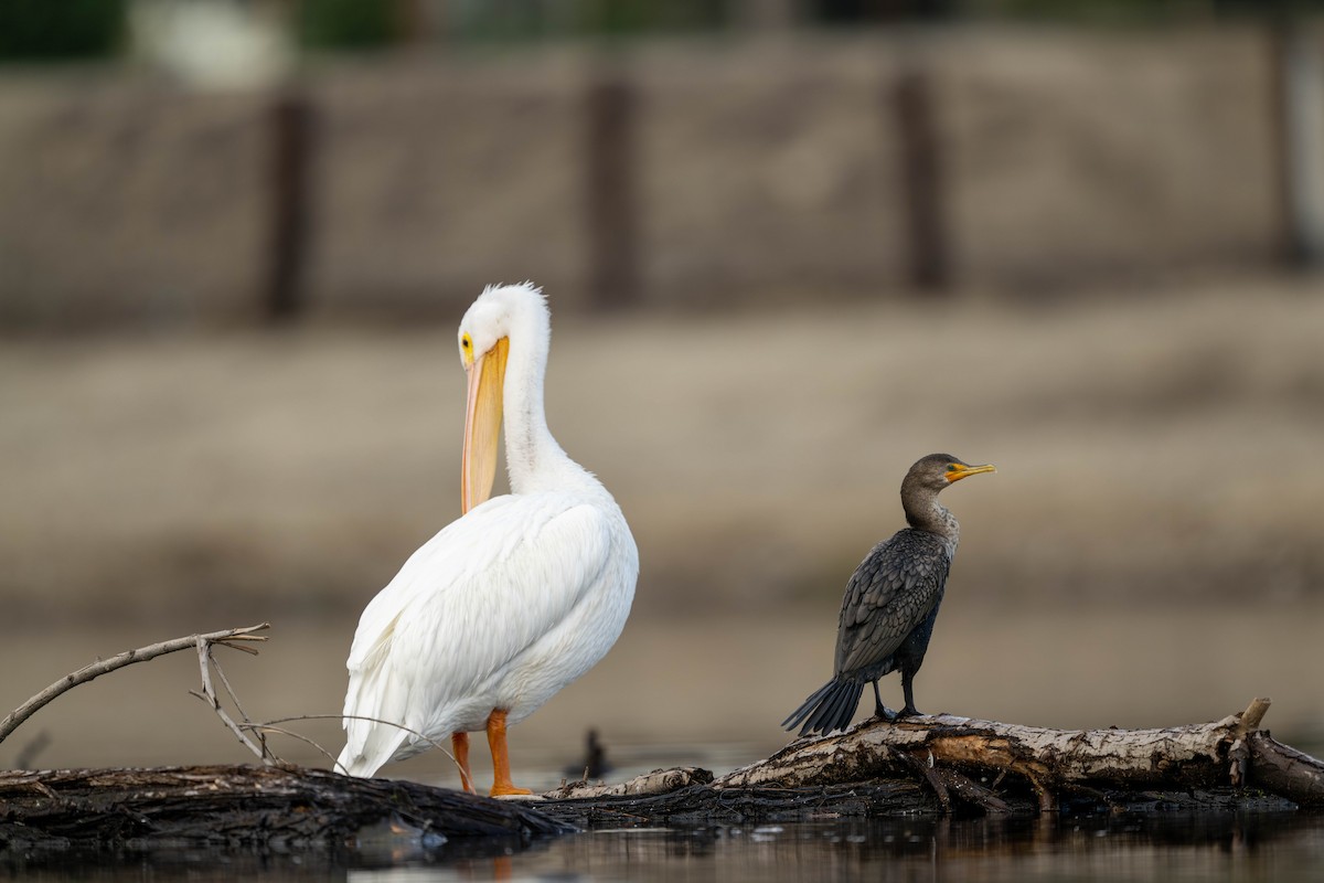 Пеликан-носорог - ML645937596