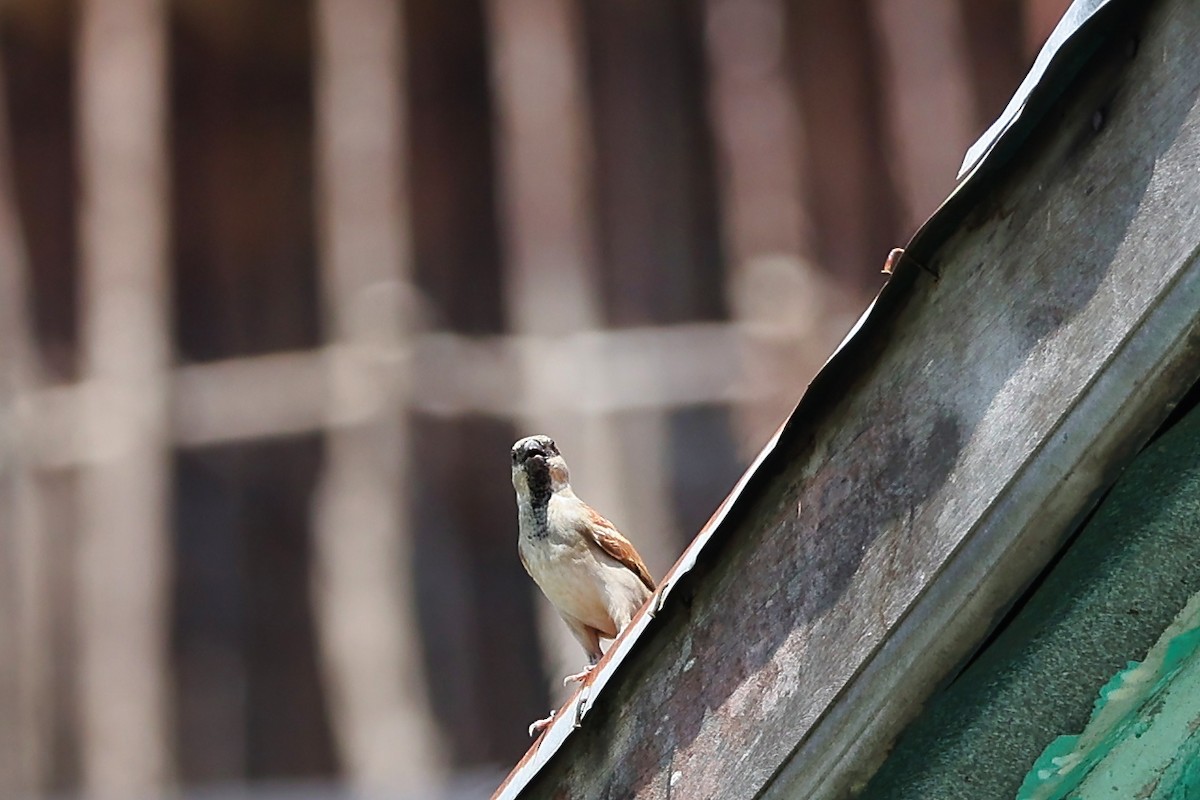 Домовый воробей - ML645937597