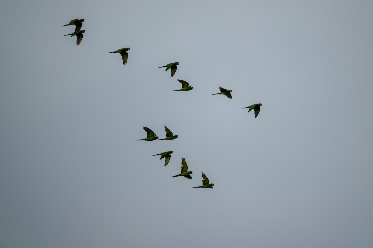 Краснолицая аратинга - ML645937598