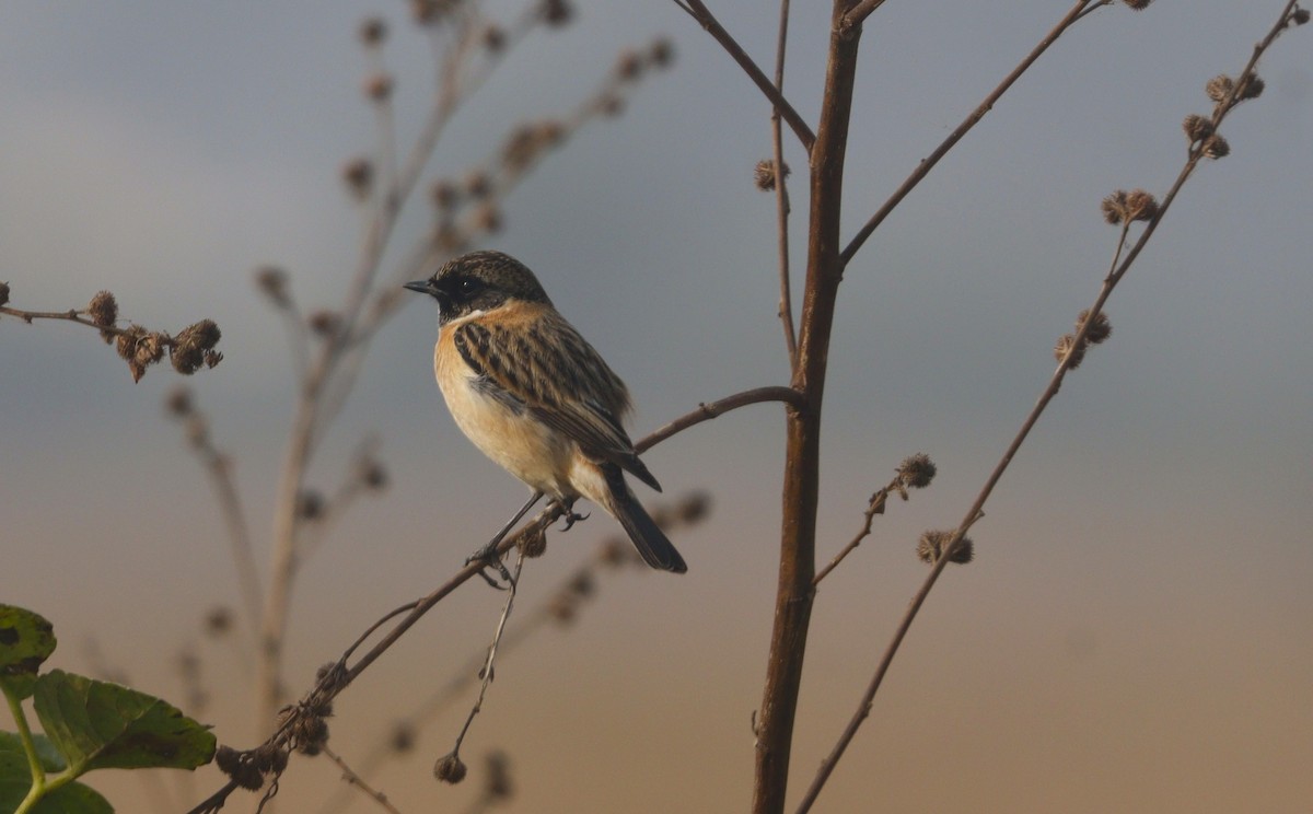 Сибирский черноголовый чекан (группа maurus) - ML645937600