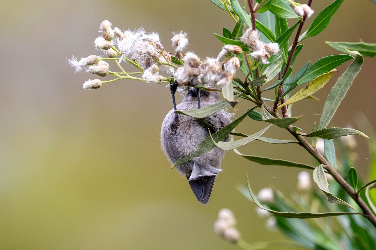 Серый ополовничек - ML645937601