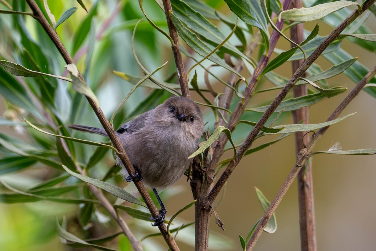 Серый ополовничек - ML645937602