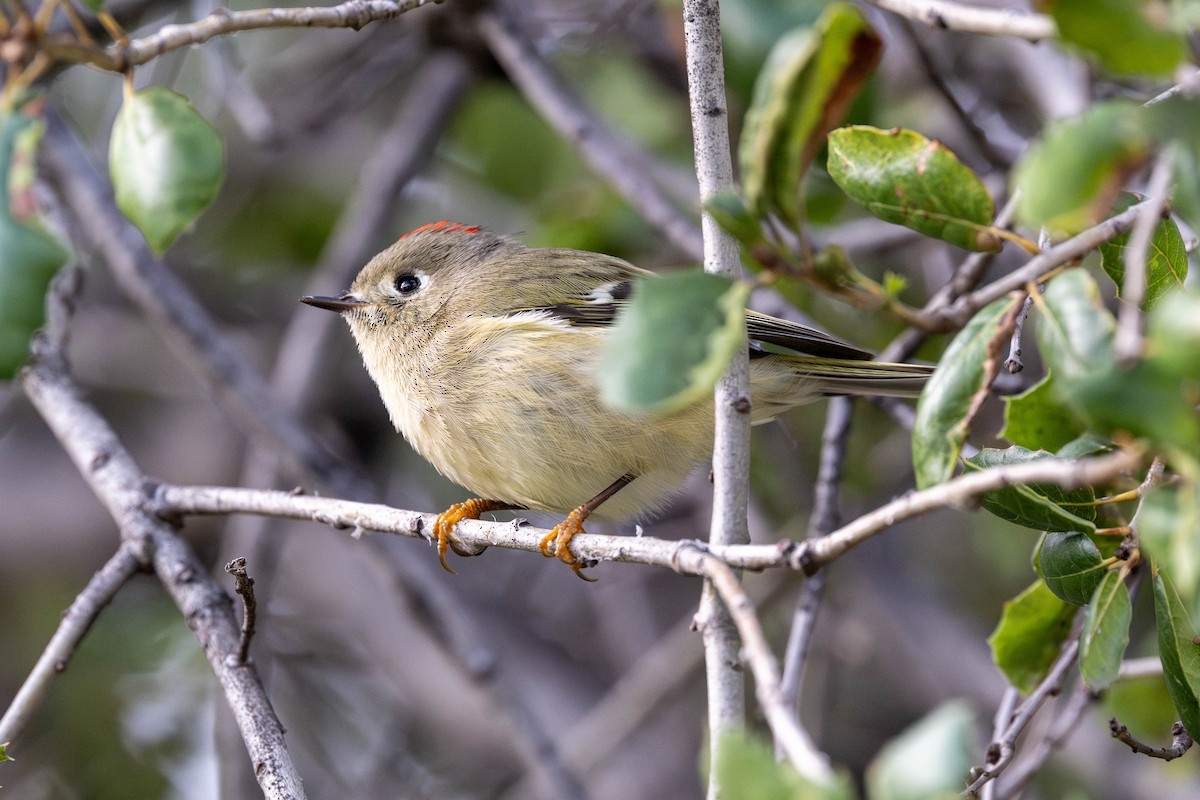 Рубиноголовый королёк - ML645937605