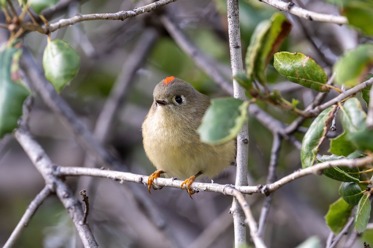 Рубиноголовый королёк - ML645937606