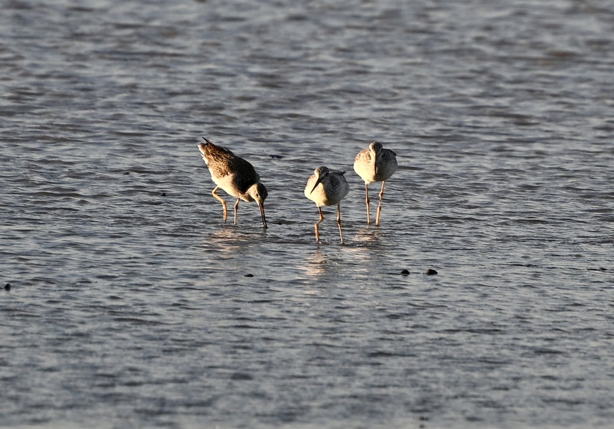 Пёстрый улит - ML645937613