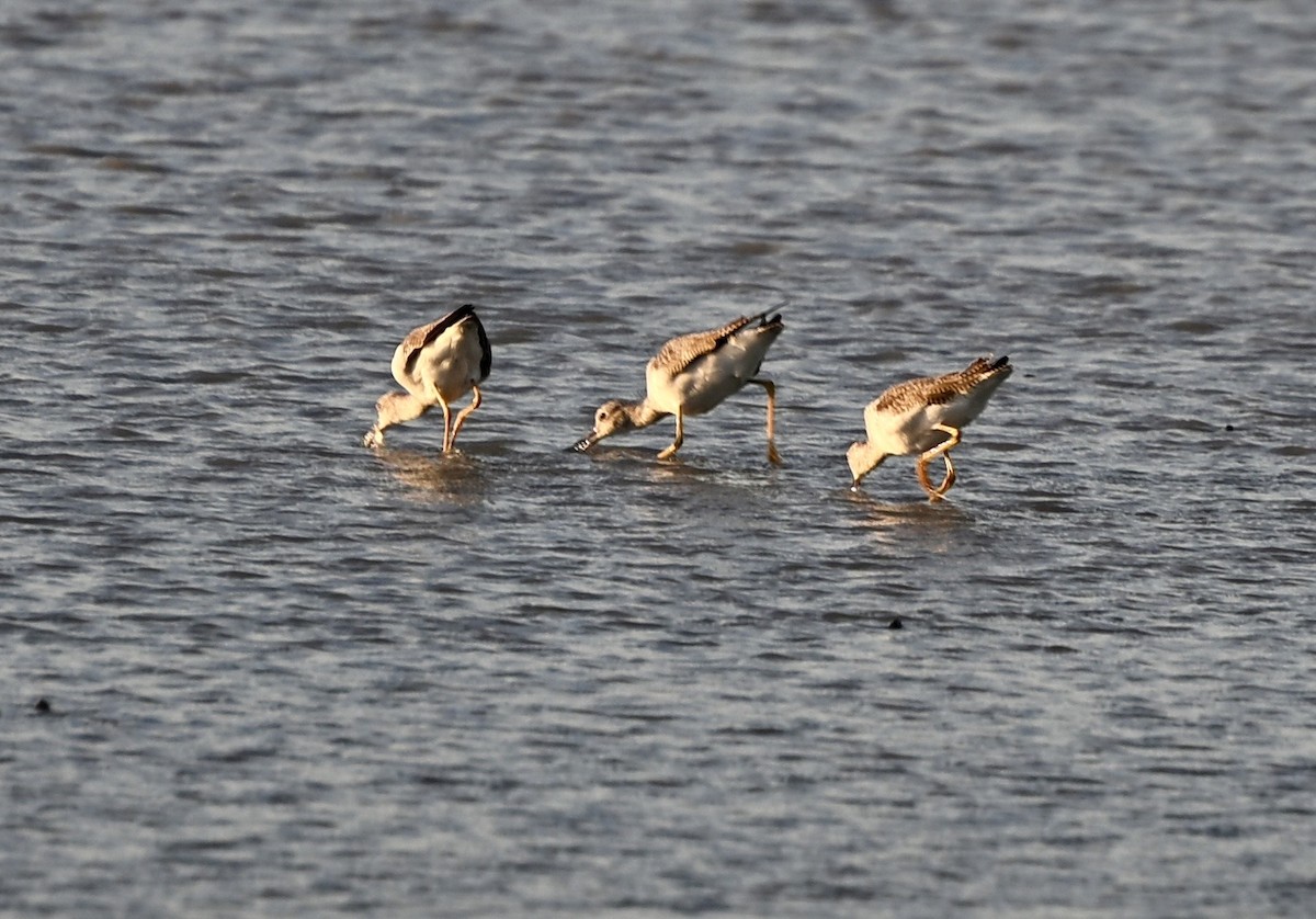 Пёстрый улит - ML645937614