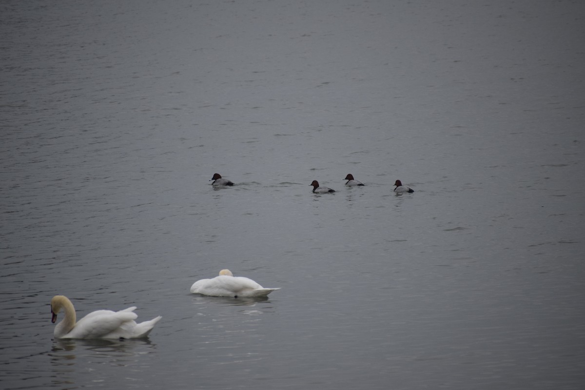 Красноголовый нырок - ML645937619